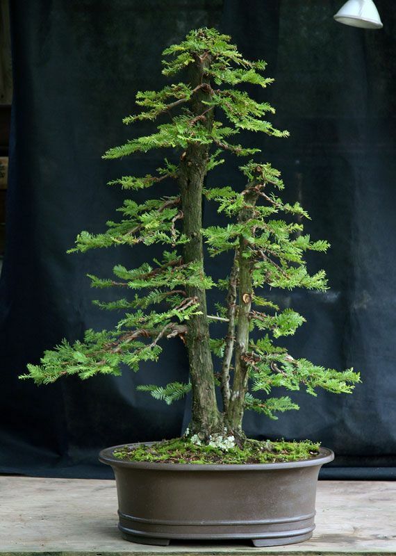 Grow Your Own Bonsai Starter Kit - Giant Redwood | Indoor | + FREE GIFT