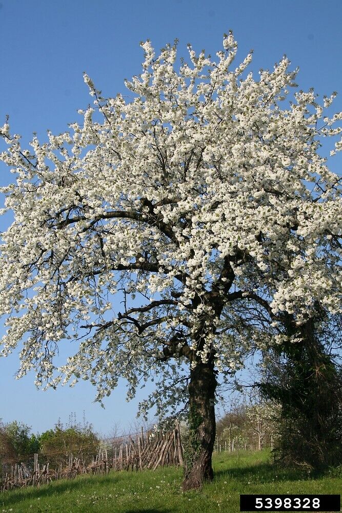 Cherry (Prunus Avium) | 20+ seeds | Sweet Cherry
