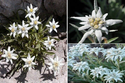Edelweiss (Leontopodium Alpinum | 100 seeds | Alpine