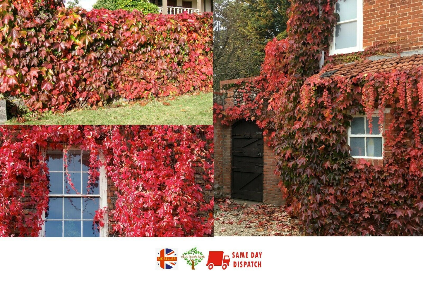Virginia Creeper | Parthenocissus Quinquefolia | 25+ seeds