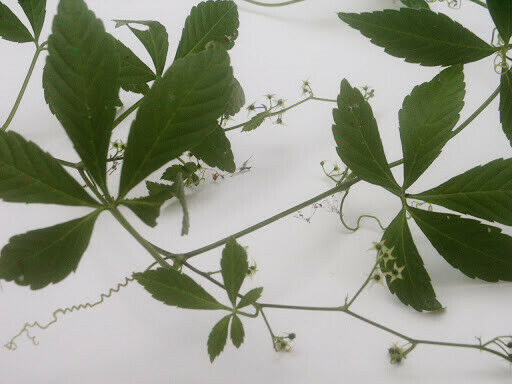 Jiaogulan | 25+ Seeds Gynostemma Pentaphyllum 绞股蓝 | Herbal Tea