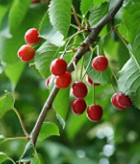 Cherry (Prunus Avium) | 20+ seeds | Sweet Cherry