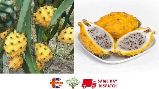 Yellow Dragon Fruit | 15+ seeds | Pitaya