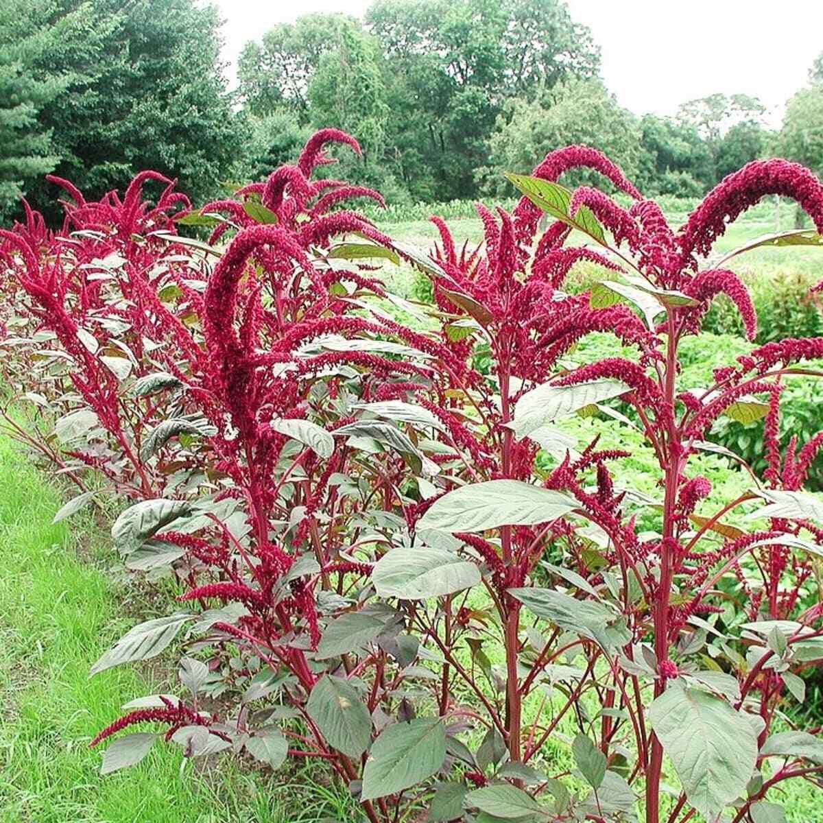 Red Amaranth | 200+ seeds | Own Organically Grown Stock | Same Day Dispatch