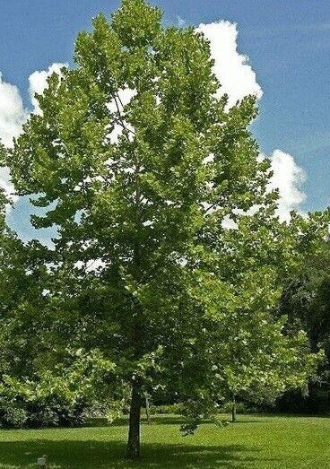 Sycamore (Acer Pseudoplatanus) | 25 seeds 2022 | Same Day Dispatch