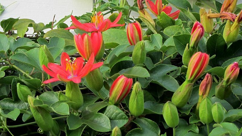 Red Passion Flower (Passiflora Manicata) | 15+ seeds | Rare