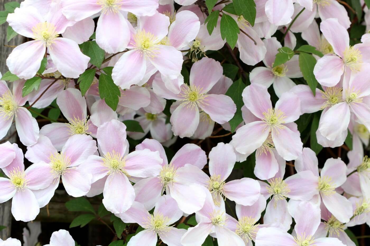 Clematis Montana "Elizabeth" 9cm pot | Very Fast Growing | Rapid Dispatch
