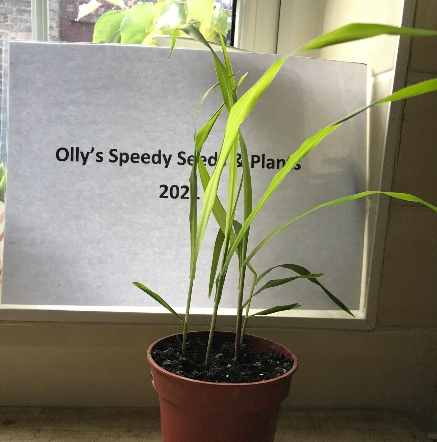 Giant Elephant Grass plant clump in 9cm pot | Fast Growing | Same Day Dispatch