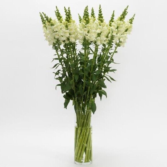 Antirrhinum Potomac Ivory F1 | 20+ fresh seeds | Snapdragon