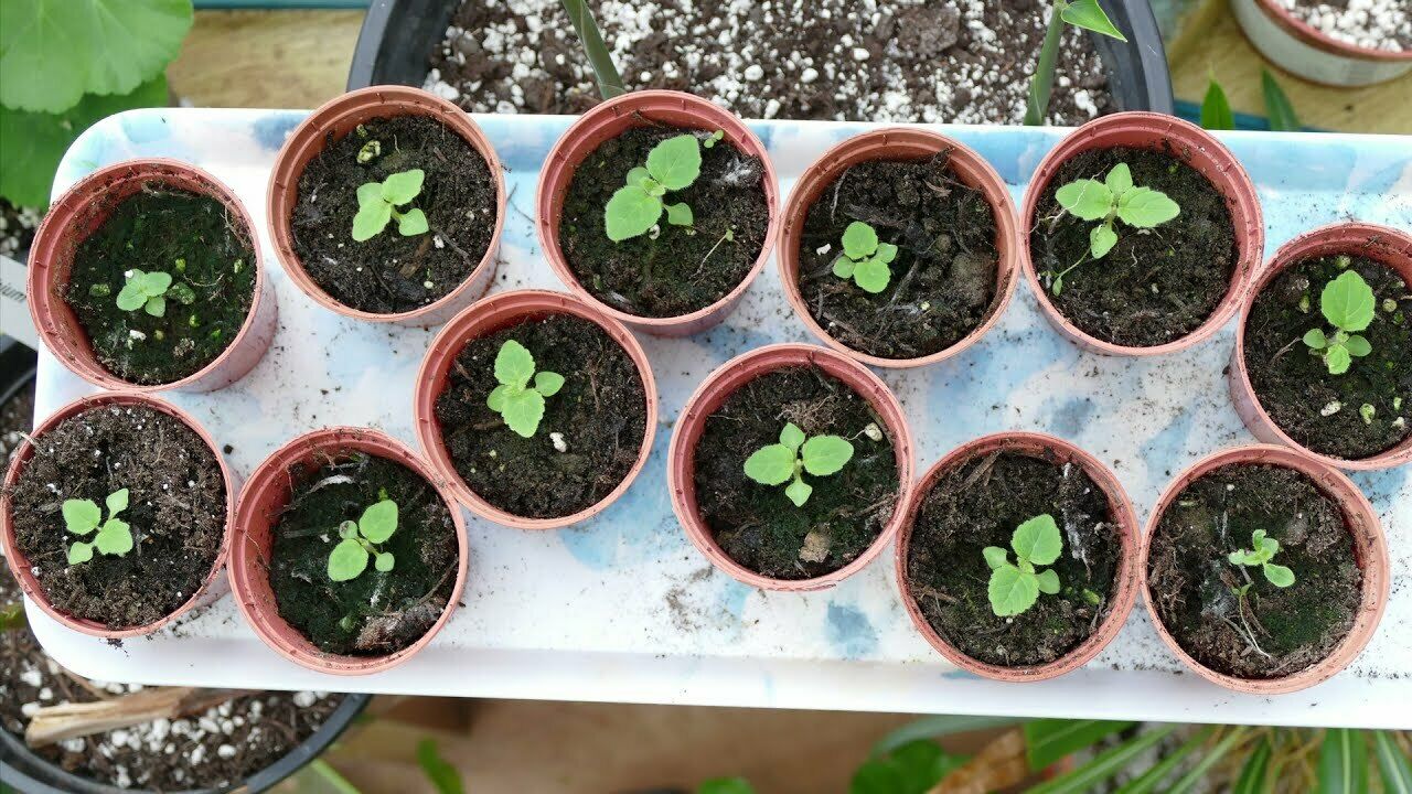 Paulownia (Foxglove/Empress Tree) | 50-500 seeds | Bonsai