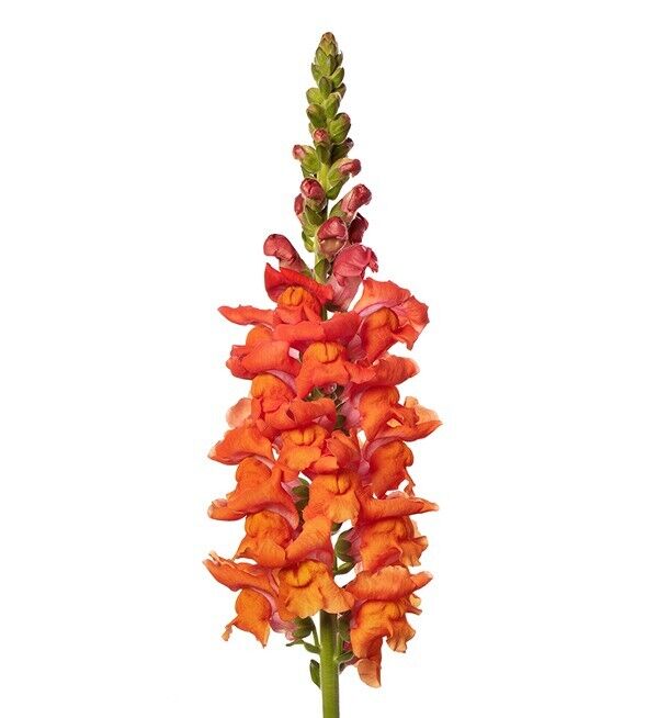 Antirrhinum Potomac Orange F1 | 20+ fresh seeds | Snapdragon