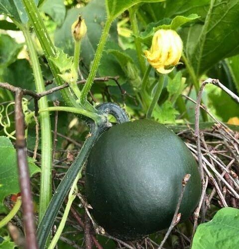 Gem Squash | 10+ seeds | UK 2023 organic harvest | Limited stock