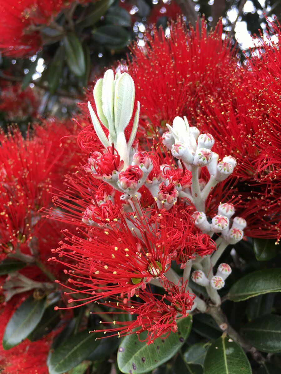 New Zealand Christmas Tree (Metrosideros Excelsa) | 100+ seeds