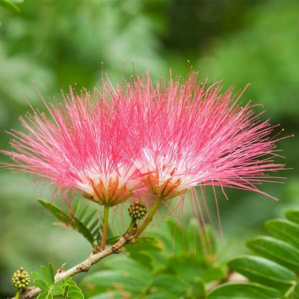 Persian Silk Tree Seeds | Albizia Julibrissin | 50+ seeds