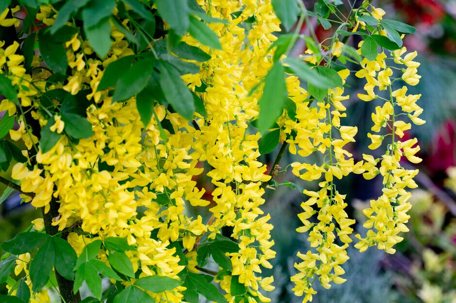 Laburnum Anagyroides "Golden Chain" 50+ seeds | Fast Growing