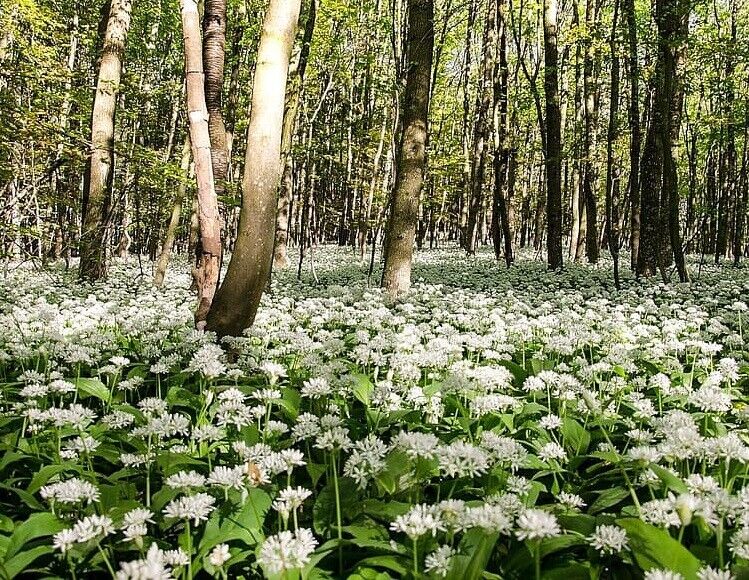Wild Garlic (Allium Ursinum) | 200 seeds | Ramsoms | Shade | Same Day Dispatch