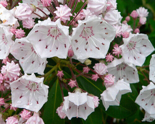 Mountain Laurel (Kalmia Latifolia) | 50+ seeds | UK Hardy | Rare|
