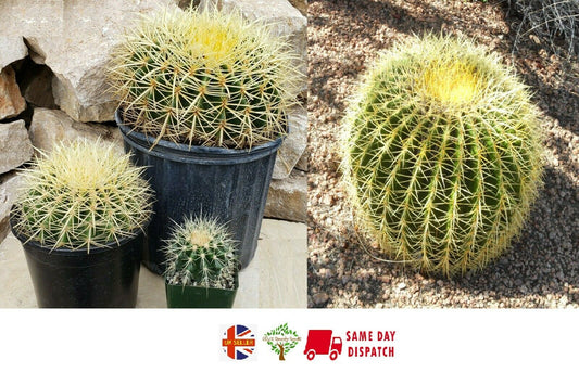 Golden Barrel Cactus (Echinocactus Grusonii) | 50+ seeds