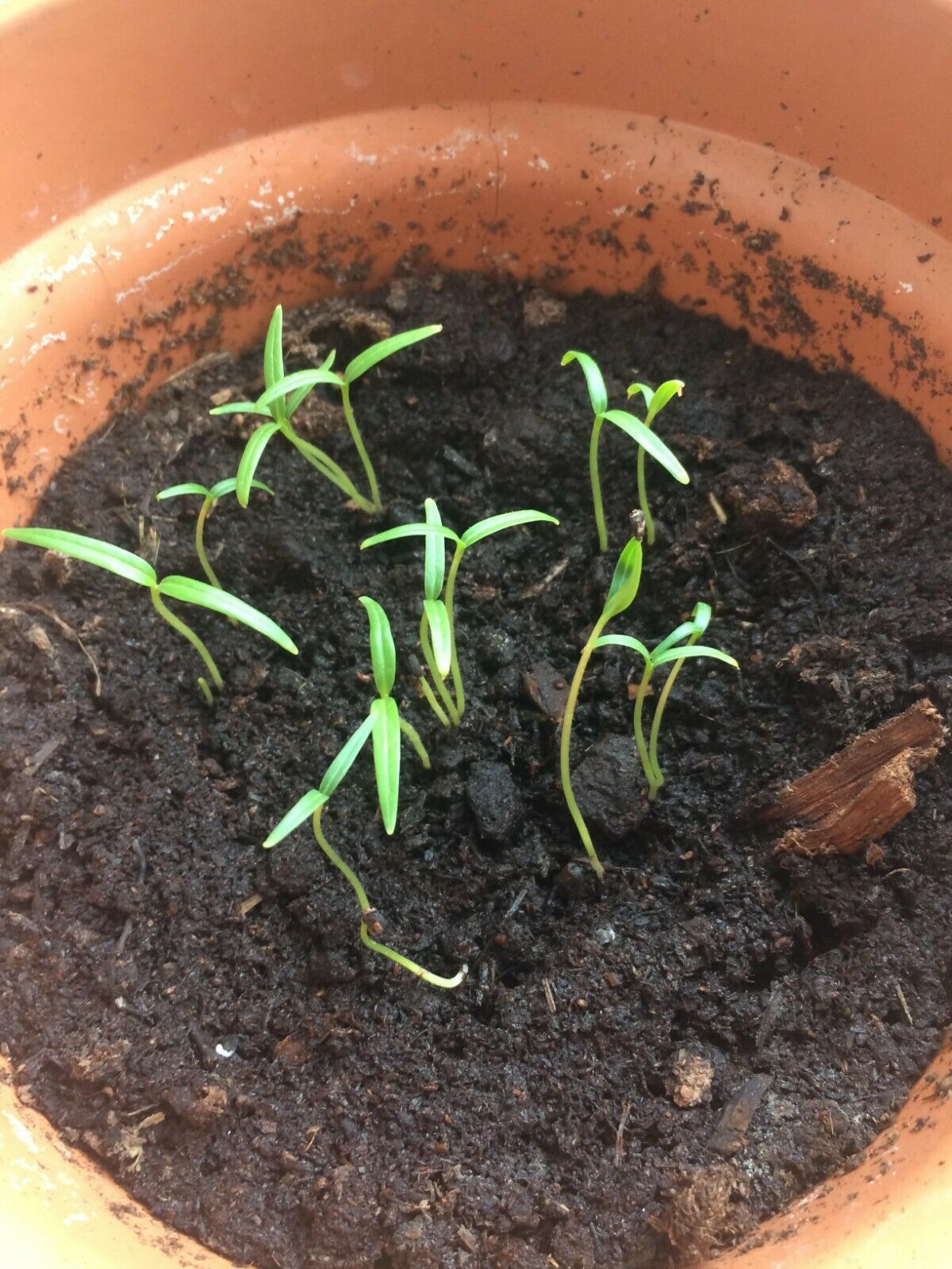 Datura - Double Blue | Stunning | 5+ fresh seeds
