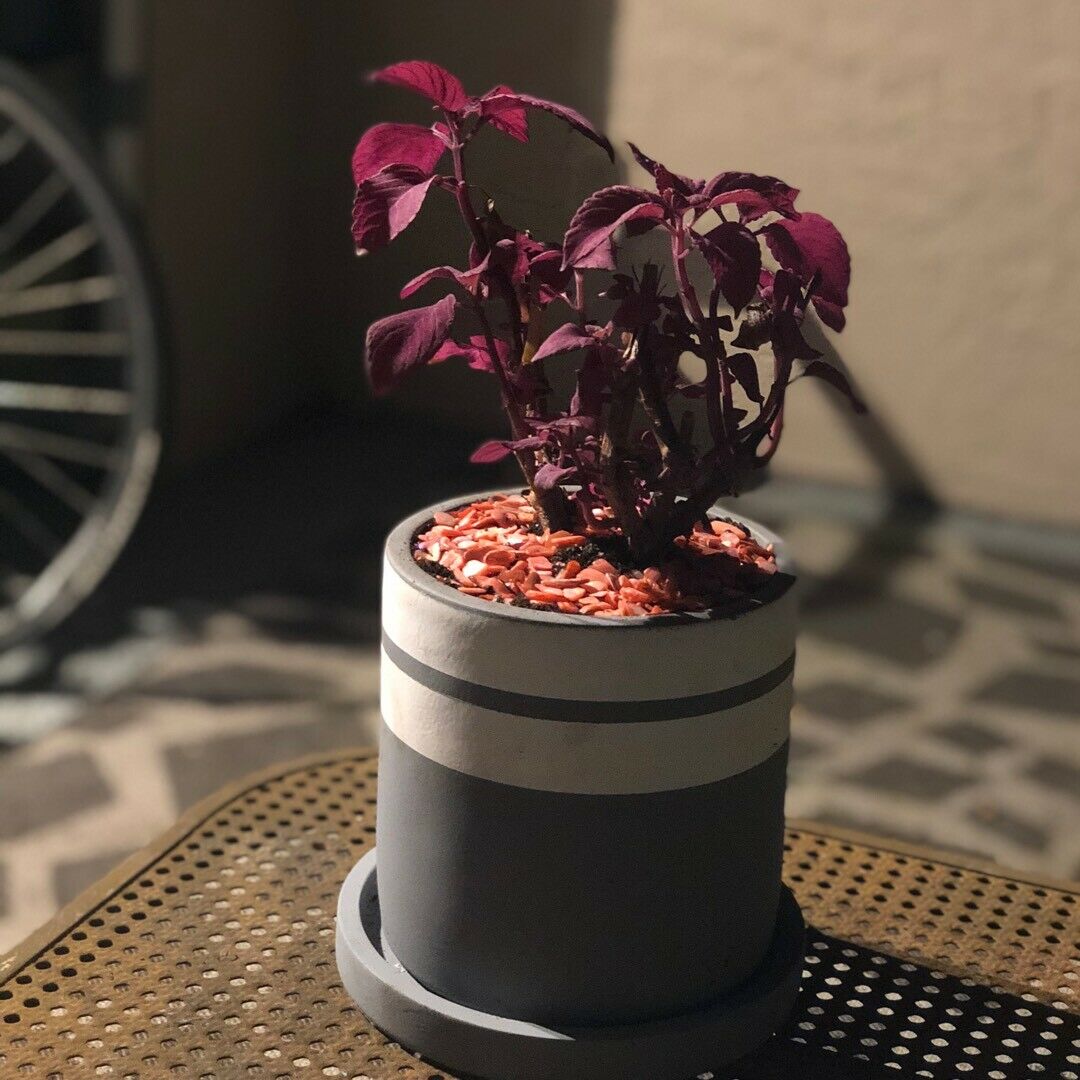 Coleus Black Dragon | 15+ fresh seeds | Easy House Plant