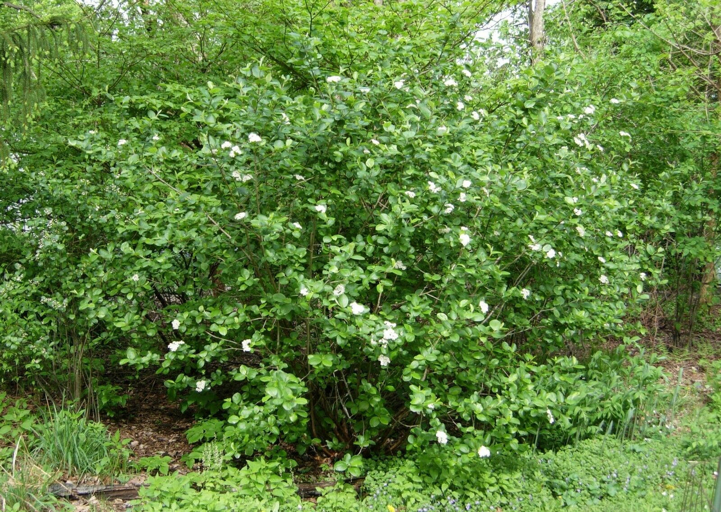 Black Chokeberry (Aronia Melanocarpa) 20+ seeds | UK Hardy