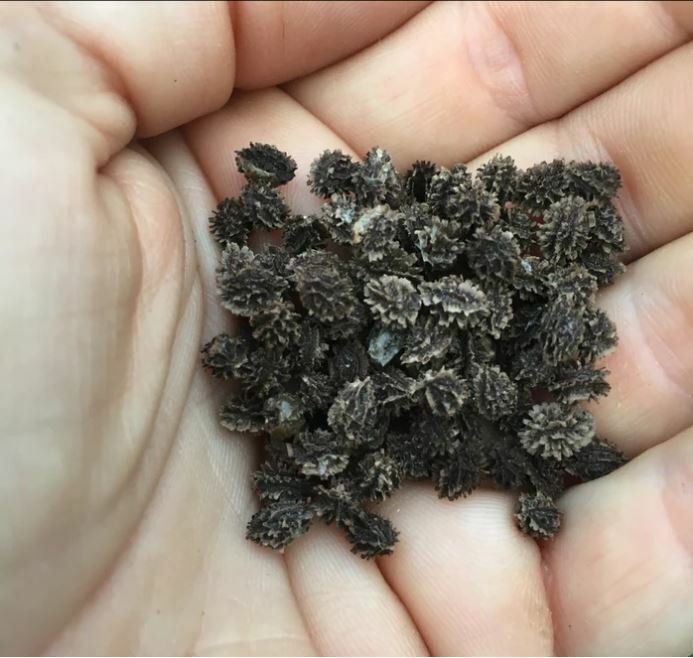 Dwarf Papaya | 15+ fresh seeds