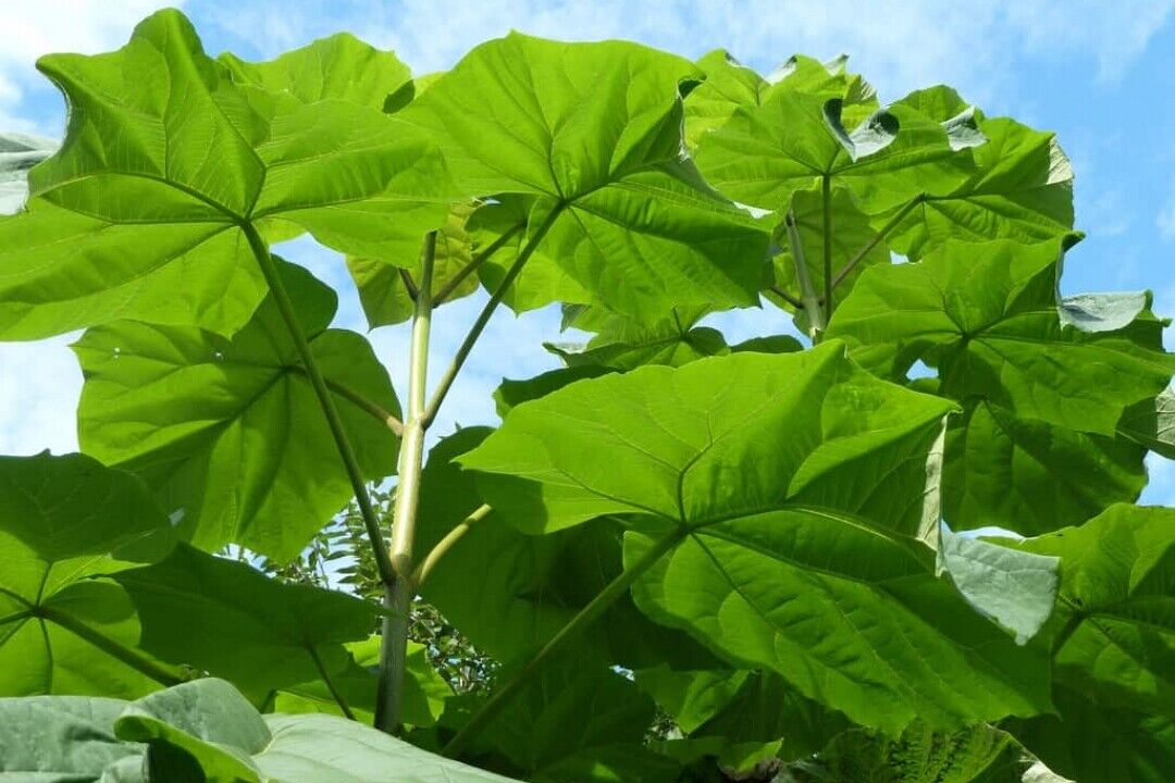 Princess Empress Foxglove Tree | Paulownia | Plant in 9cm Pot | Fast Growing