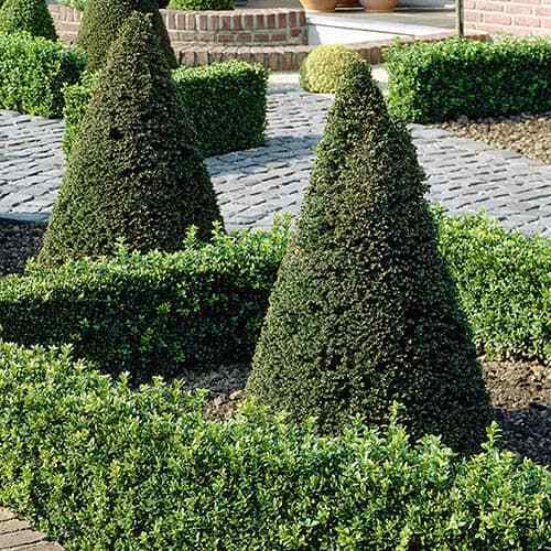 English Yew Tree | 10+ fresh seeds | Taxus Baccata | | Hedging