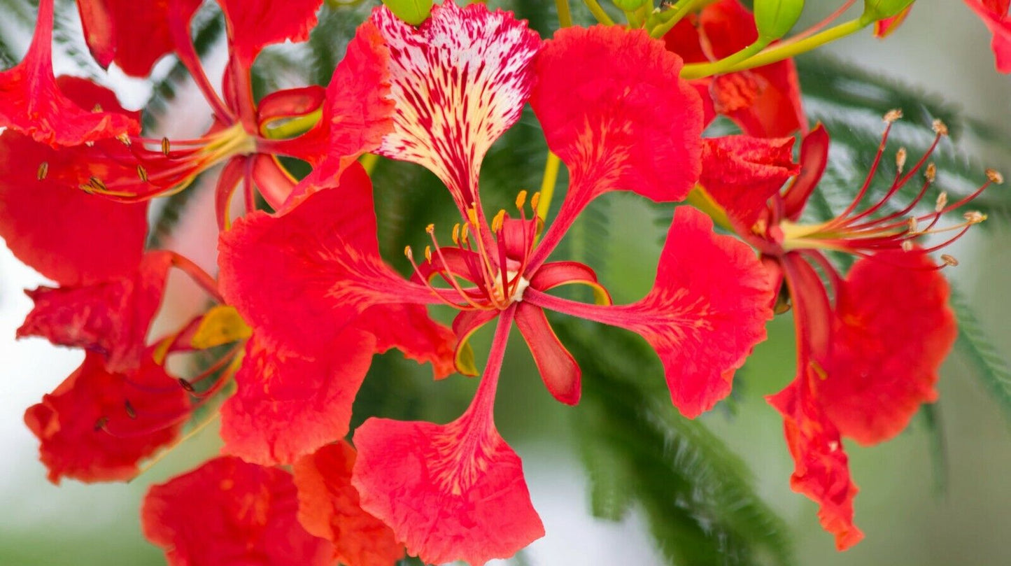 Royal Poinciana Flame Tree (Delonix Regia) | 10+ Seeds