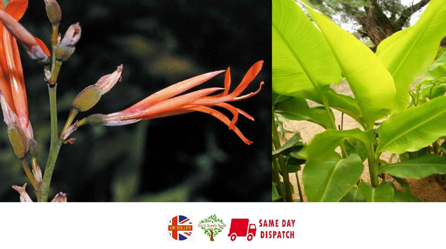 Canna Lily "Tuerckheimii Giant" 10 seeds ORGANIC - own crop