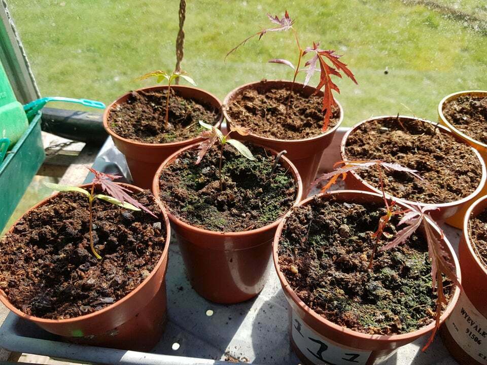 Japanese Red Maple (Acer Palmatum) 20 seeds Bonsai or Garden. Same Day Dispatch