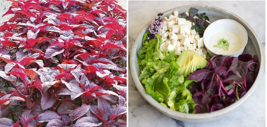 Red Amaranth | 200+ seeds | Own Organically Grown Stock