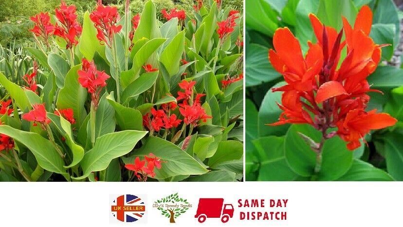 indian shot plant seeds Canna Indica "Indian Shot Plant" | 10 fresh seeds