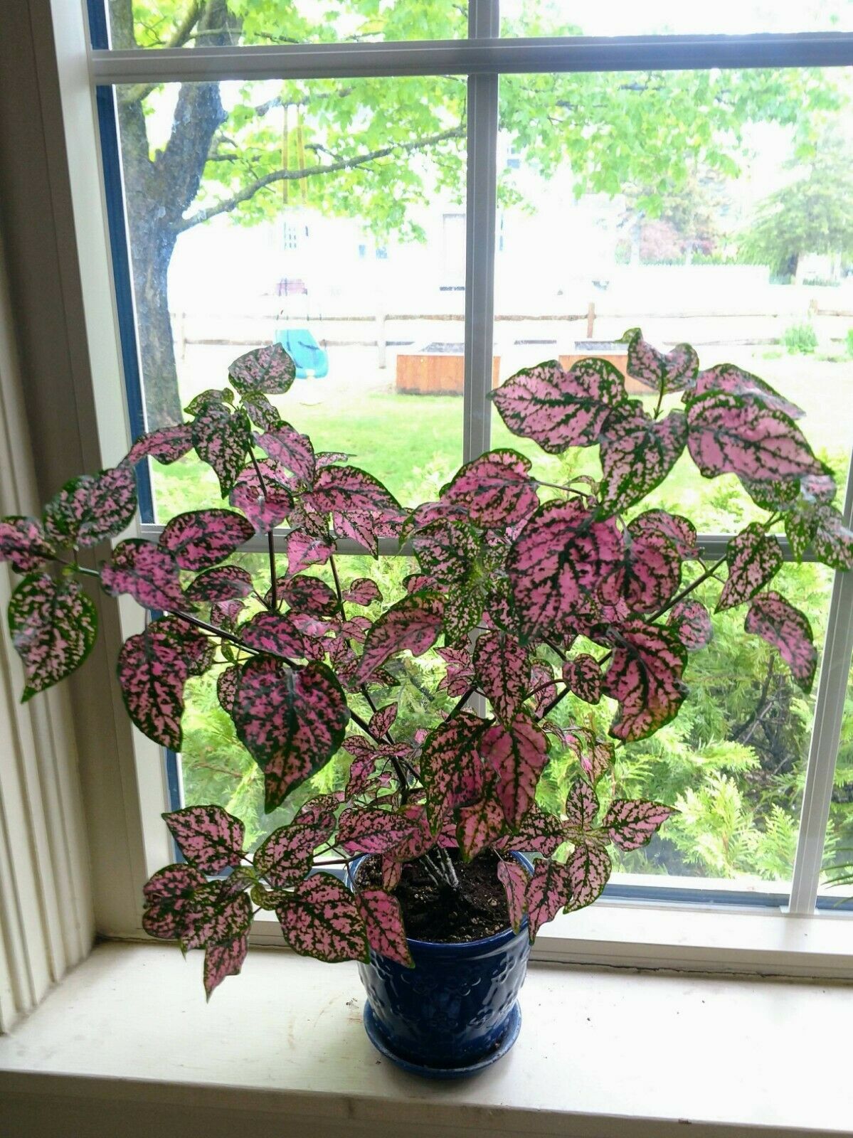 Hypoestes "Pink Splash Polka Dot" | 20 Seeds | House Plant | Same Day Dispatch