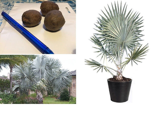 Bismarck Palm (Bismarckia Nobilis) | Silver | 3 large seeds | Same Day Dispatch
