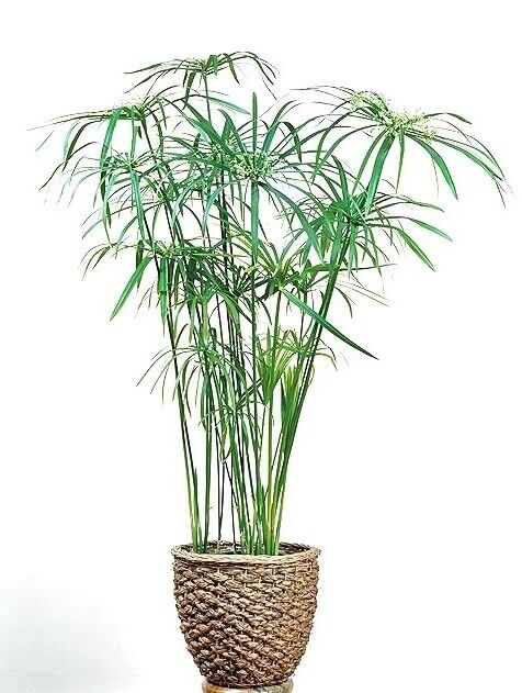 Cyperus (Umbrella Plant) | 20+ seeds | Pond or Houseplant