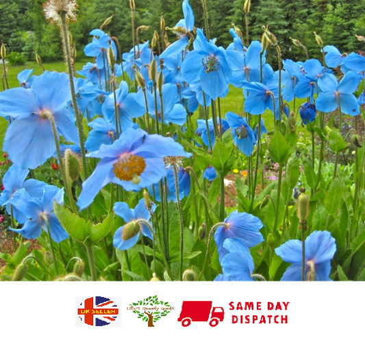 Himalayan Blue Poppy (Meconopsis Betonicifolia) 50+ seeds Same Day Dispatch