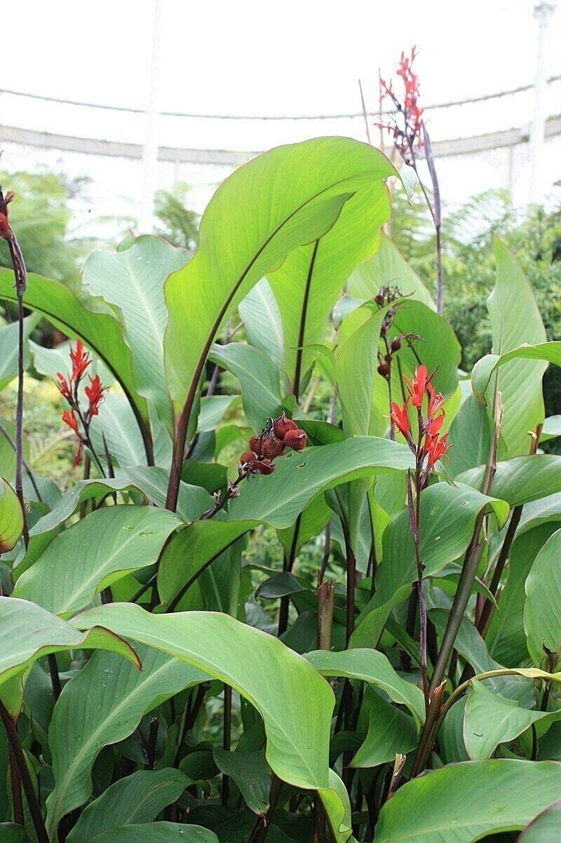 Canna Lily "Tuerckheimii Giant" 10 seeds ORGANIC - own crop