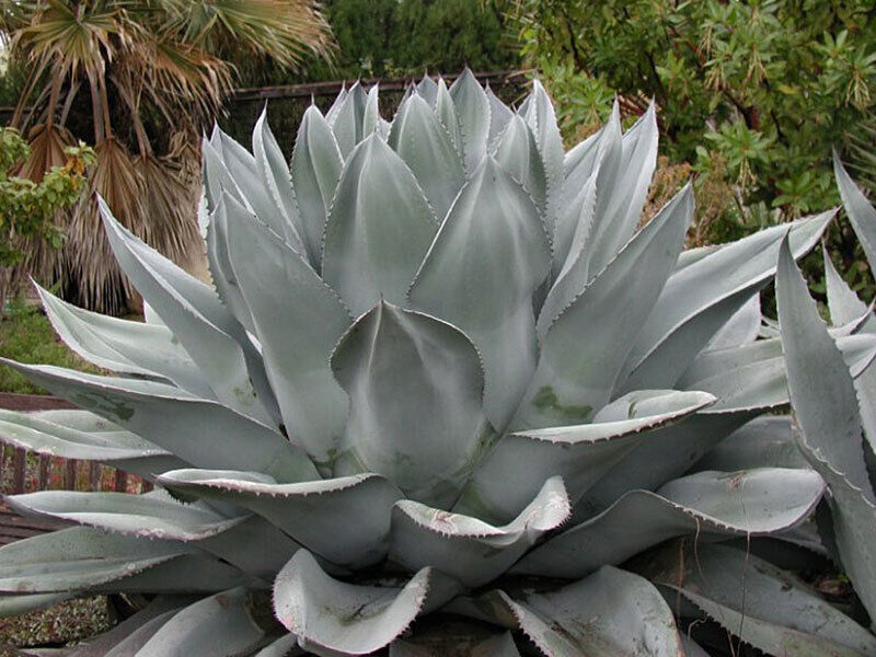 Whale's Tongue Agave | Agave Ovatifolia | 10+ seeds