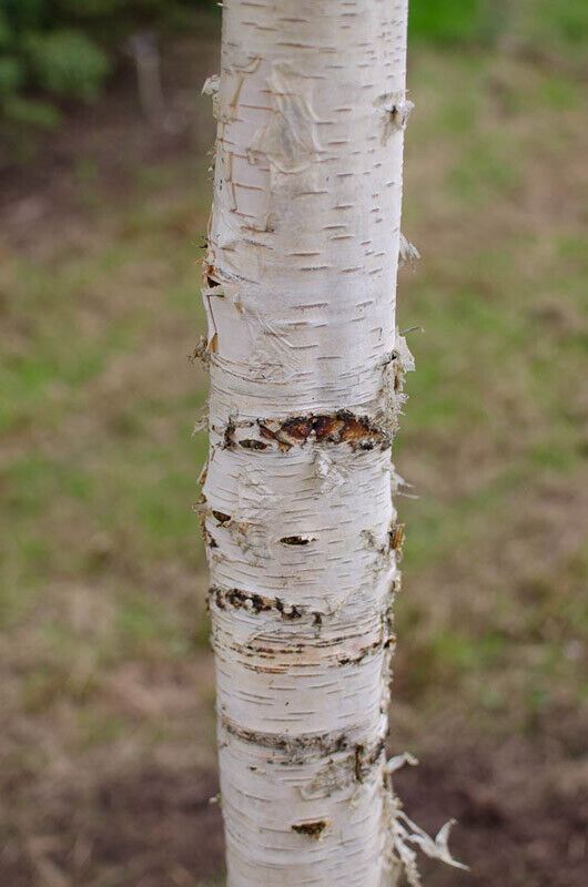 Silver Birch Tree in 9cm pot | Organic | Hardy Fast Growing | Same Day Dispatch