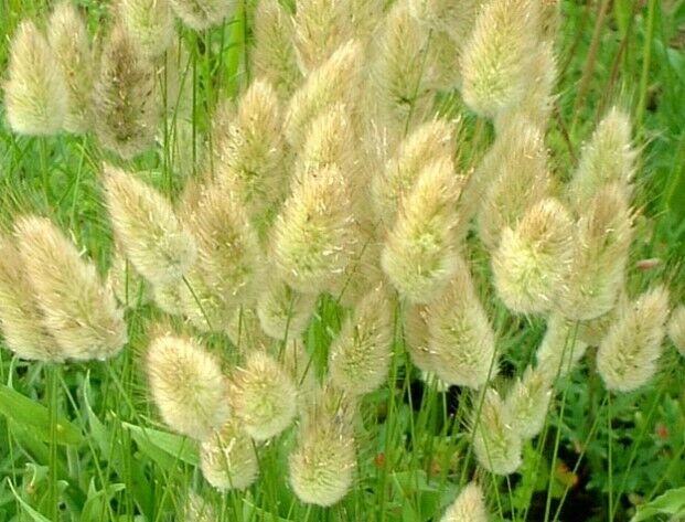 Bunny Tails Ornamental Grass (Lagurus Ovatus) | 200+ seeds | Same Day Dispatch