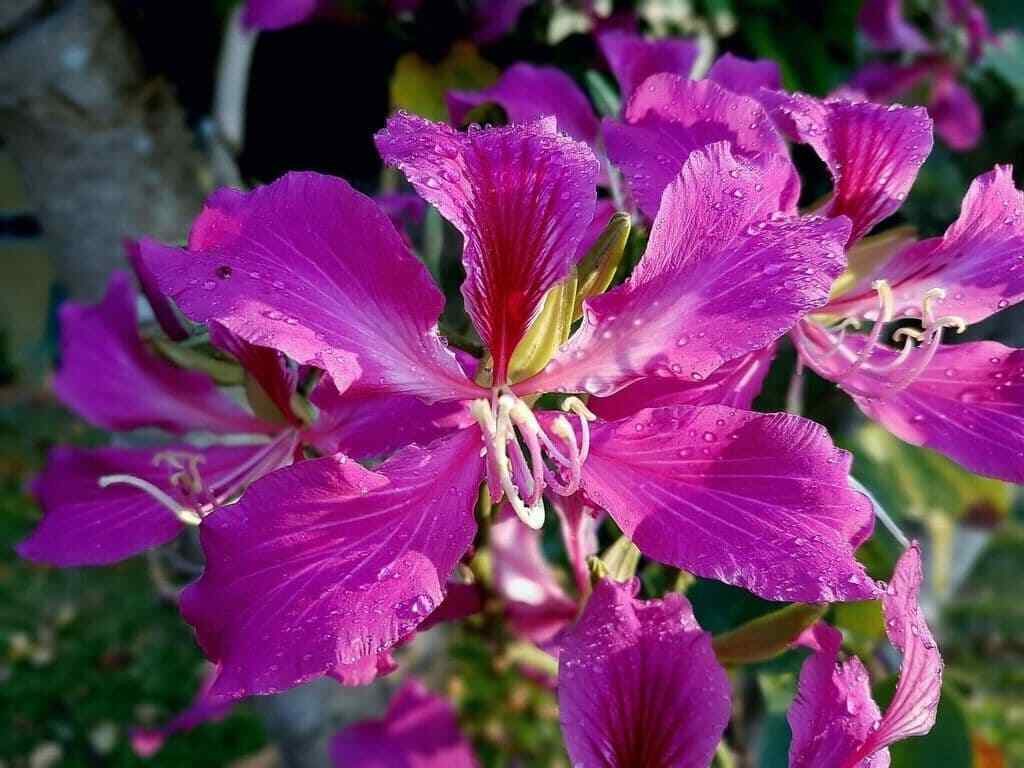 Purple Orchid Tree (Bauhinia Purpurea) | 20+ Seeds | Bonsai
