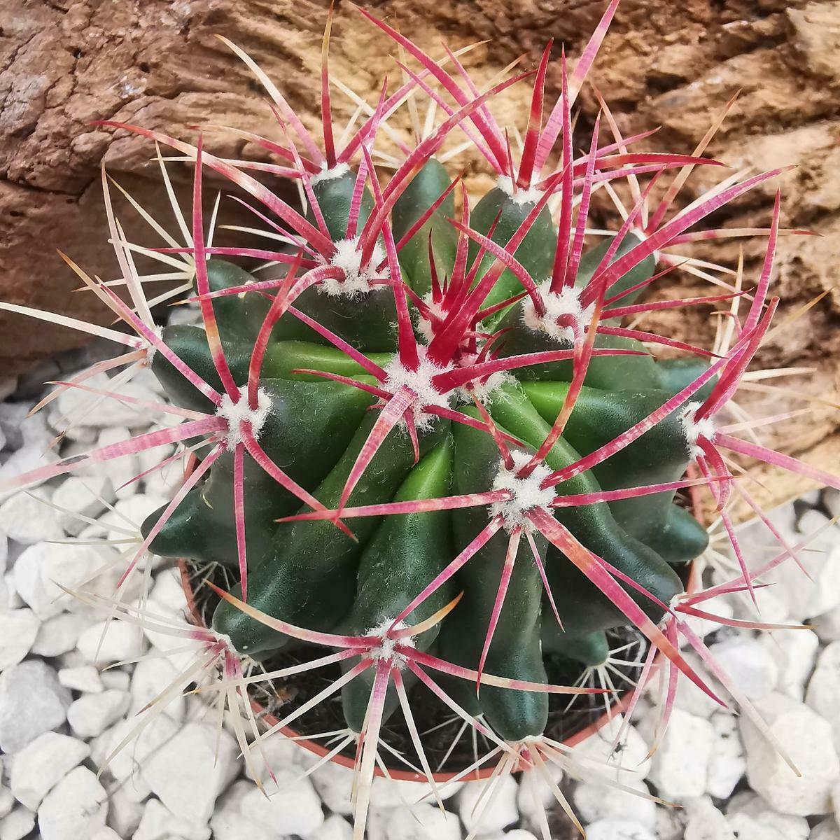 Mexican Lime Cactus (Ferocactus Pilosus) | 25+ seeds