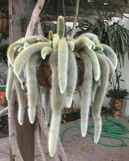 Monkey Tail Cactus (Cleistocactus Colademononis) | 20+ seeds