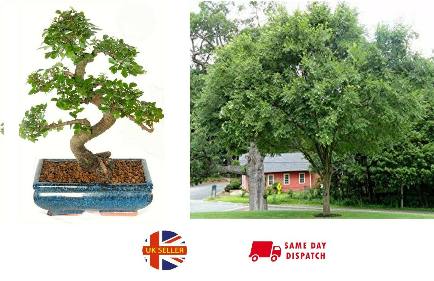 Chinese Elm (Ulmus Parviflora) | 30+ seeds | Bonsai