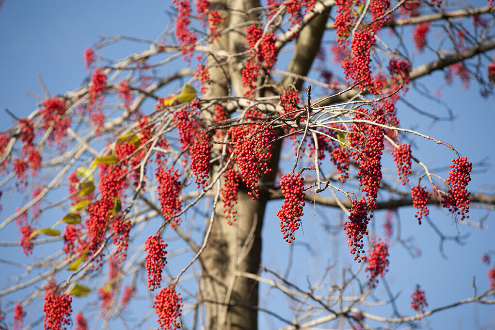 Chinese Wonder Tree (Idesia Polycarpa) Igiri. RARE 25+ seeds