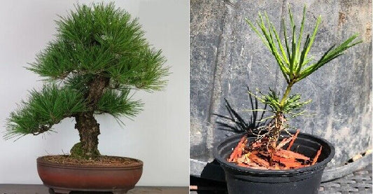 Japanese Black Pine | 9cm Pot | Bonsai | 18m old | Same Day Dispatch