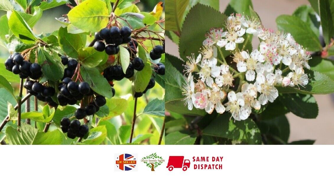 Black Chokeberry (Aronia Melanocarpa) 20+ seeds | UK Hardy