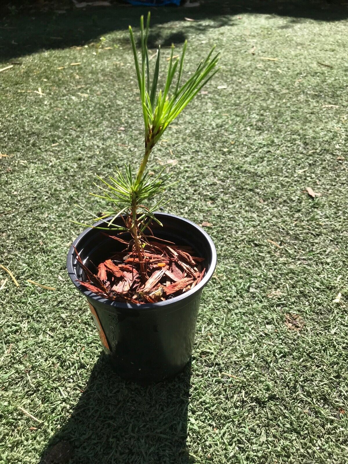 Japanese Black Pine | 9cm Pot | Bonsai | 18m old | Same Day Dispatch