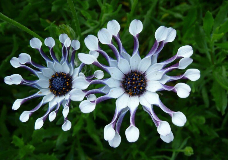 Blue Daisy Osteospermum "Whirligig" | 10+ seeds